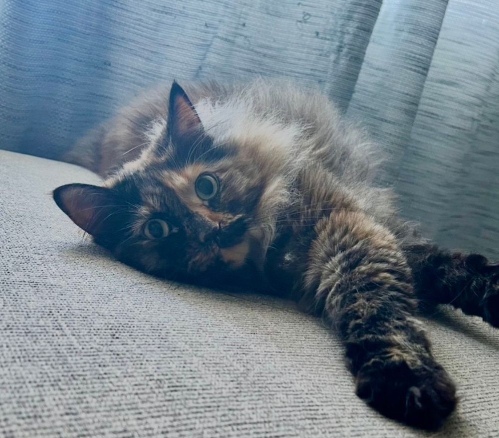 A cat laying on top of a couch in front of a window