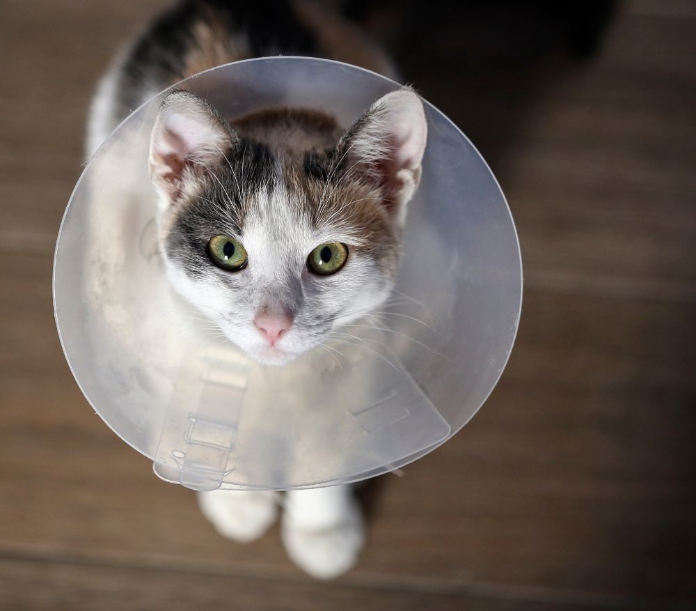 A cat wearing a plastic cone on its head