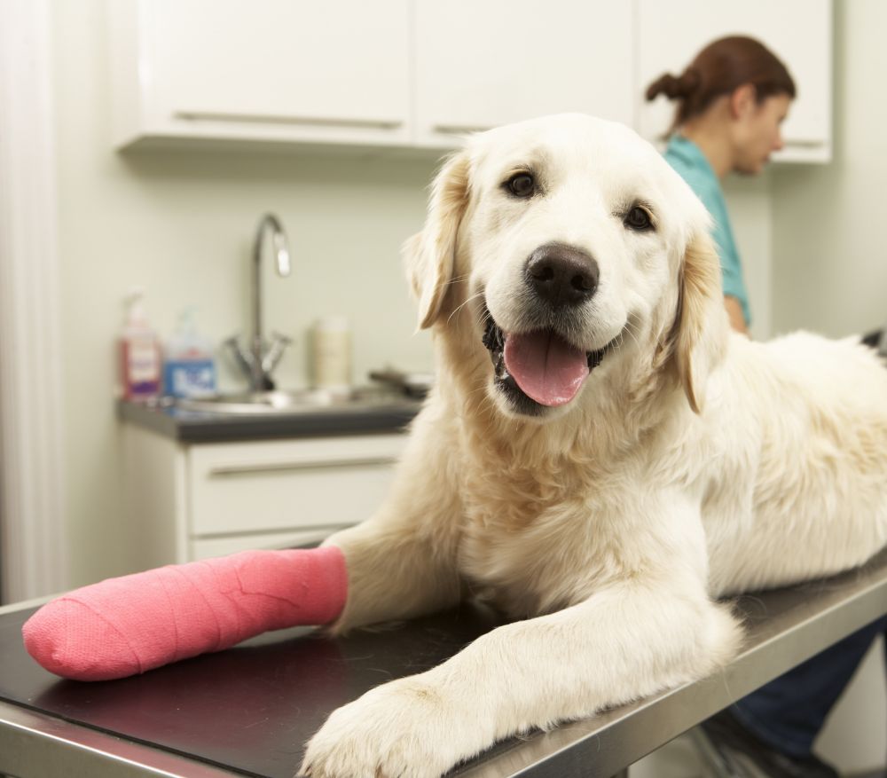 A dog with a cast on its leg in a vet's office