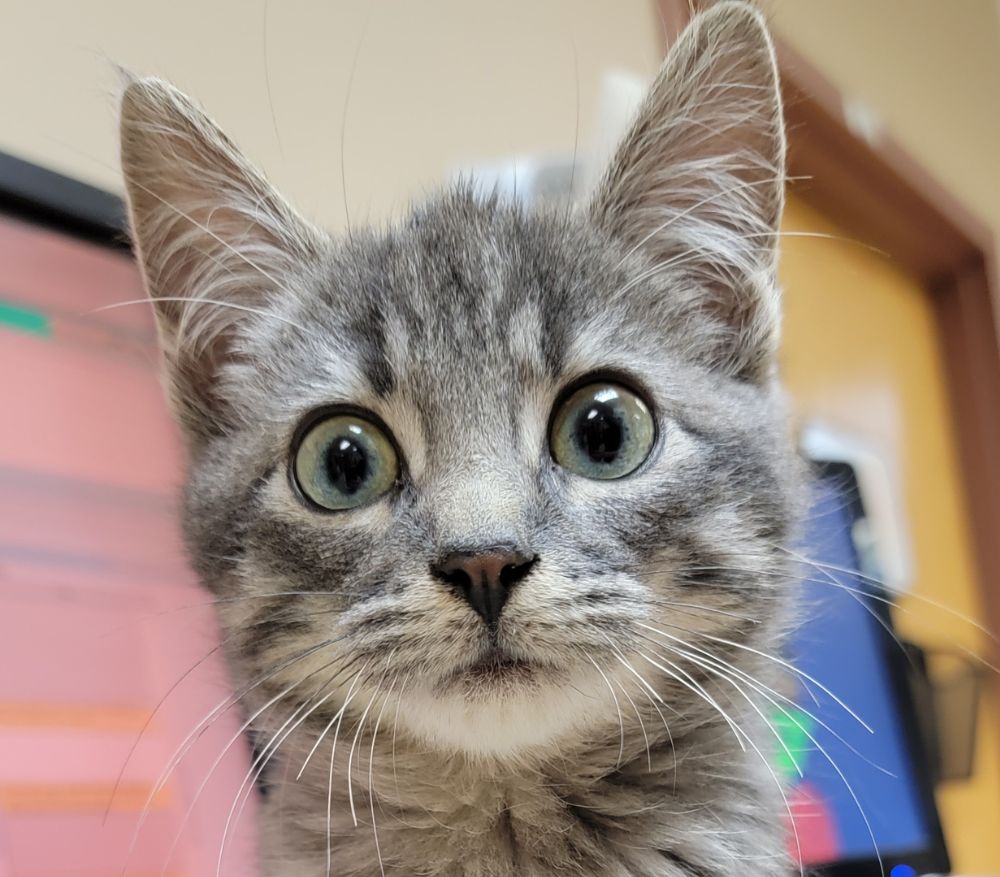 A gray kitten sitting on a desk in front of a computer