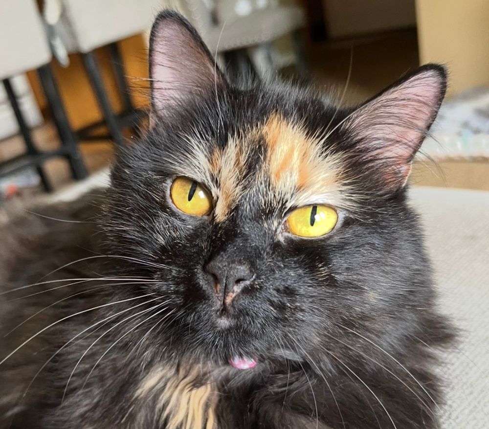 a black and orange cat with yellow eyes sitting on a couch