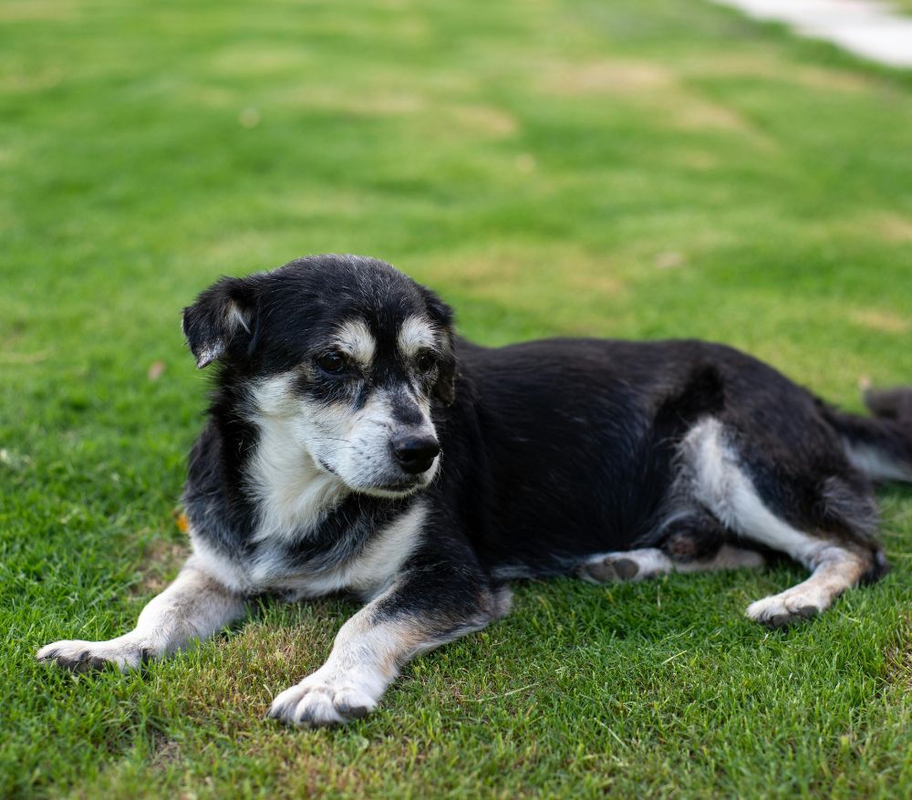 a black and white dog laying in the grass
