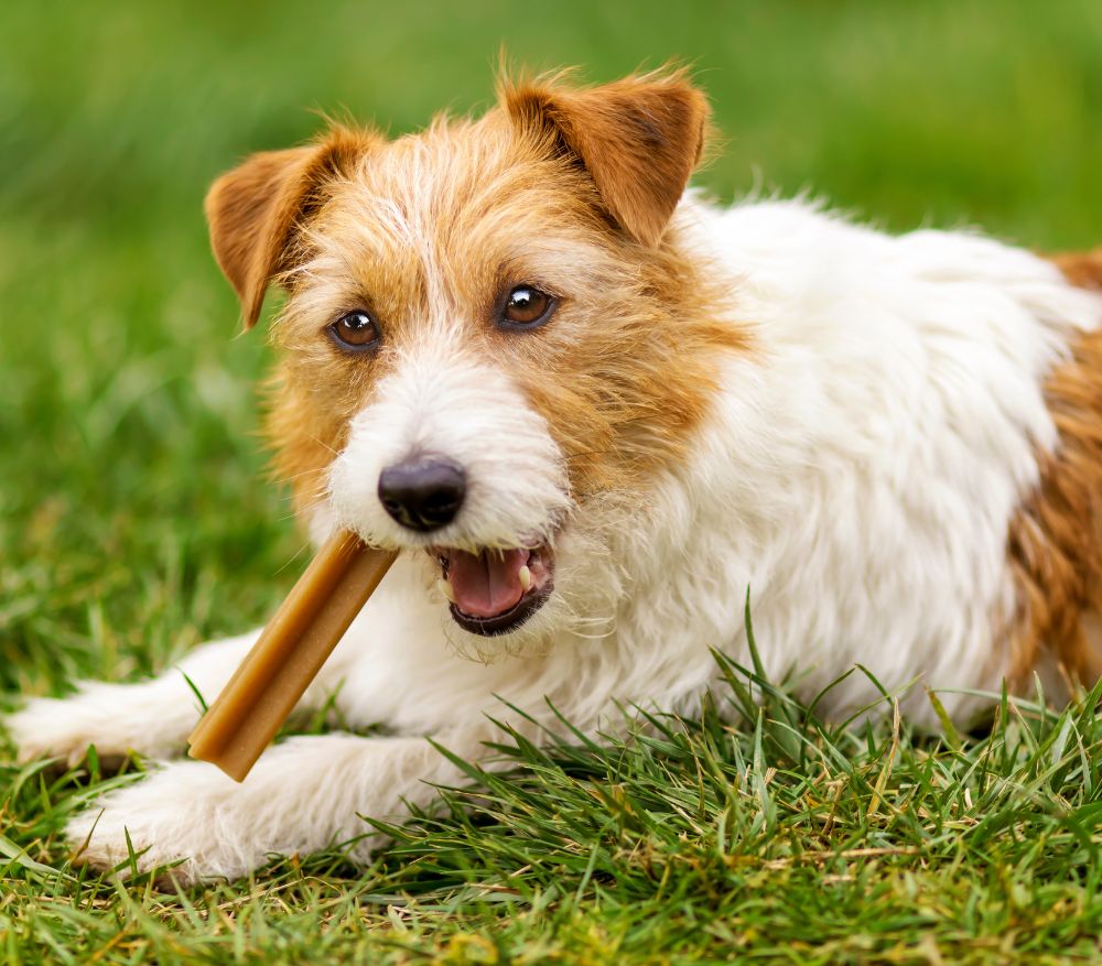 a brown and white dog with a stick in its mouth