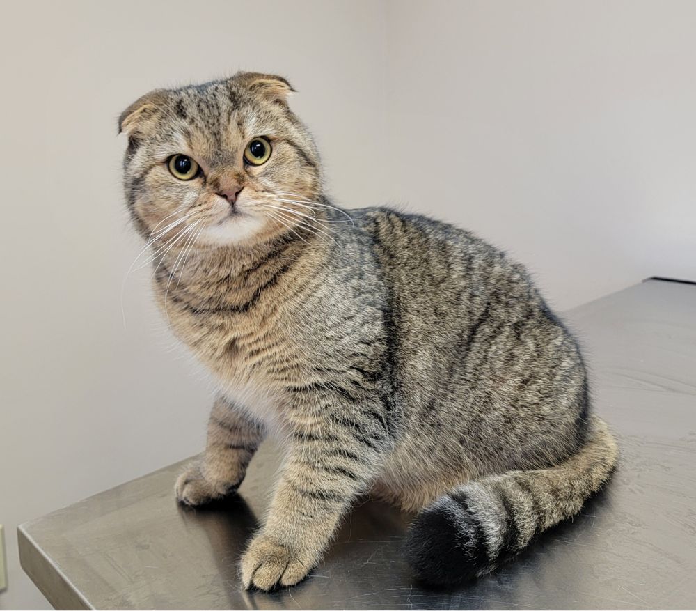 a cat sitting on top of a metal table