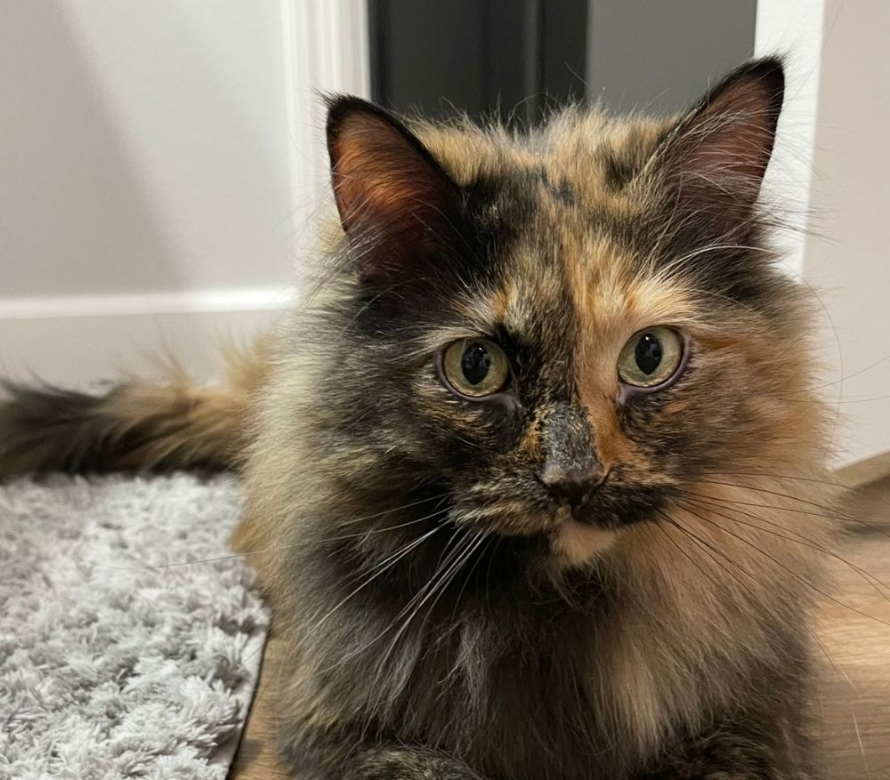 a cat with long hair sitting on the floor