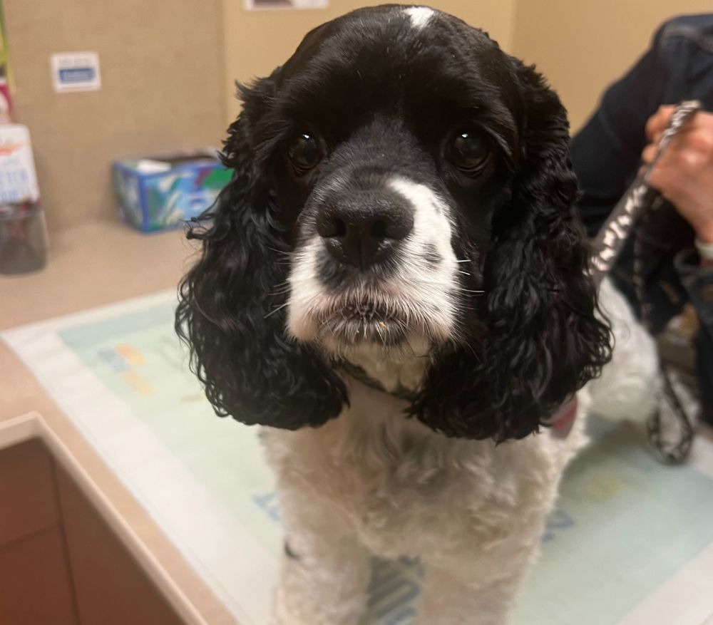 a cocker spaniel at the vet