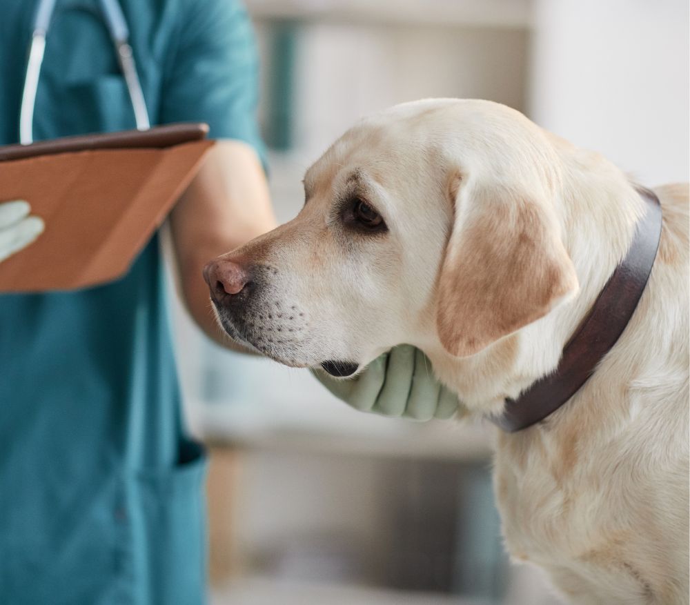 a dog is being examined by a vet