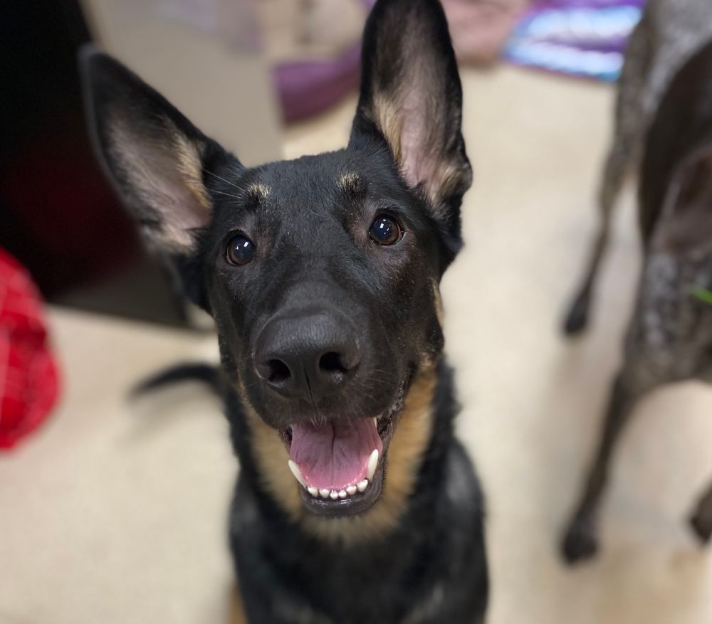 a german shepherd dog sitting on the floor looking up at the camera