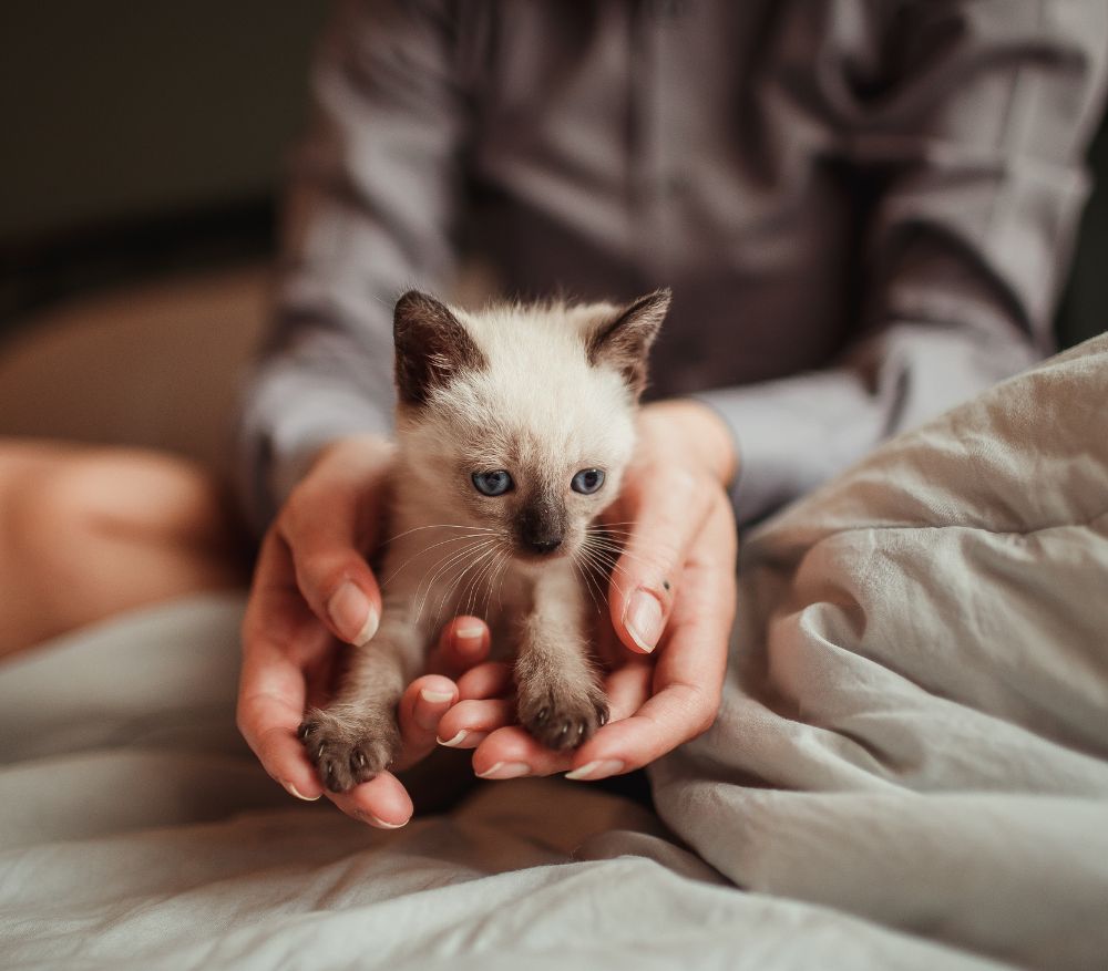 a person holding a small kitten on a bed