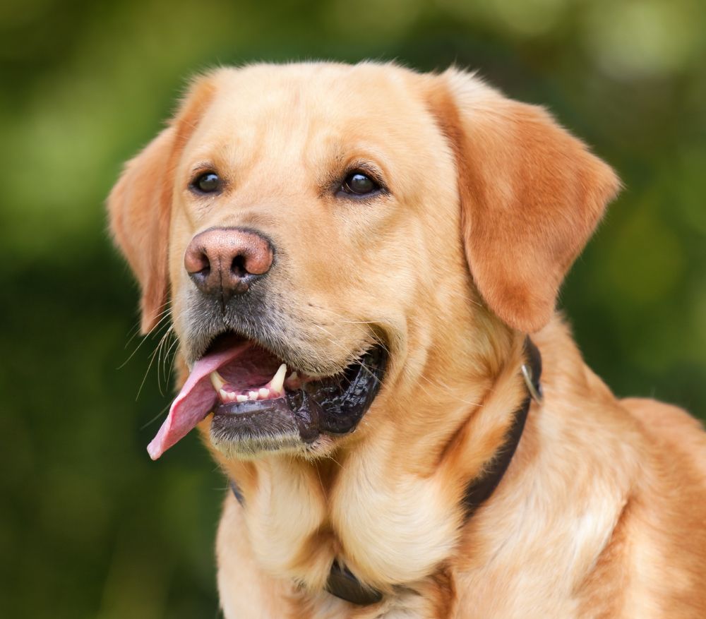 A light brown dog with its mouth open and tongue hanging out, wearing a dark collar, set against a blurry green background.