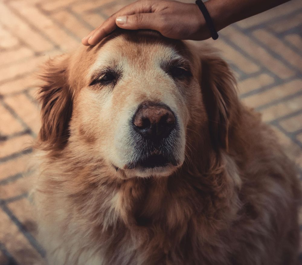 A person's hand pets a golden retriever on the head.