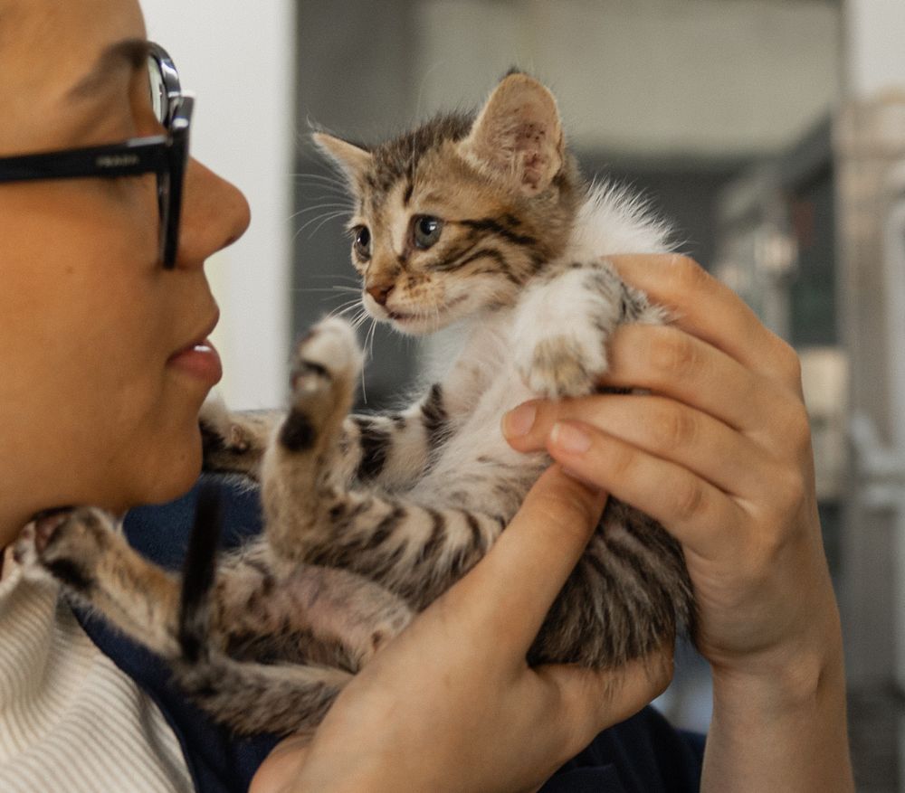 A tabby kitten is held in someone's arms in what appears to be a veterinary clinic