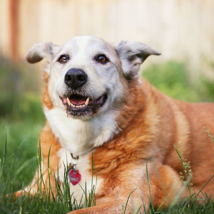 a golden retriever is sitting on a rock in front of a mountain