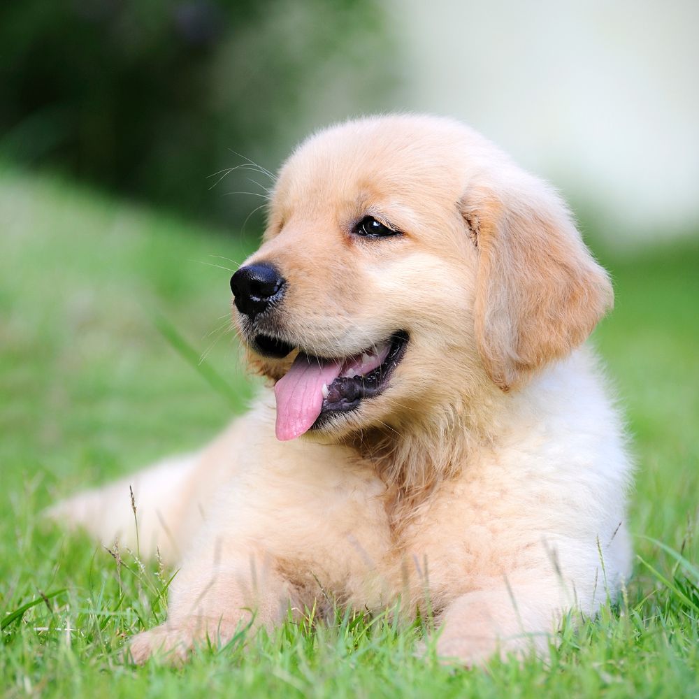 a corgi puppy sitting in a basket on a red and white checkered blanket