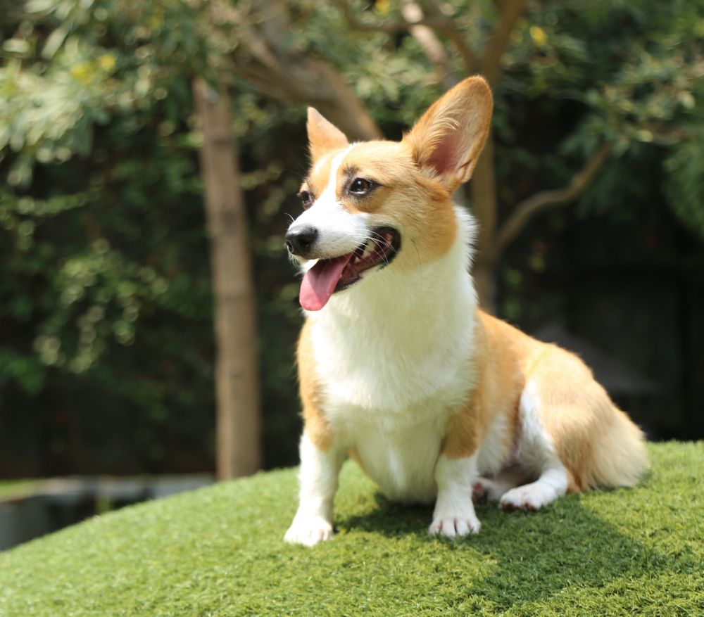 A corgi dog sits on a grassy hill with its tongue out and ears perked