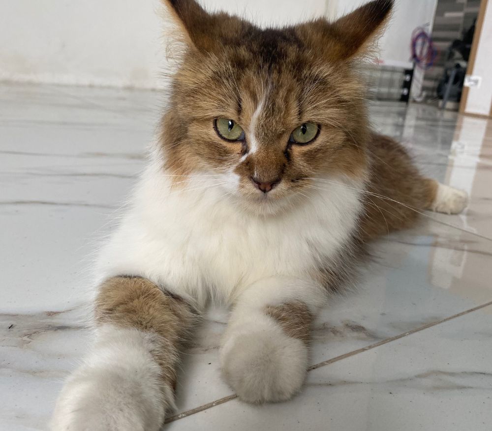 A fluffy cat with brown and white fur lies on a tiled floor, looking directly at the camera with green eyes